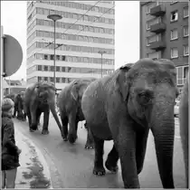 Die asiatischen Elefanten des Zirkus Krone laufen am 11.07.1968 vom Bahnhof etliche Kilometer durch Osnabr�ck (hier am Berliner Platz) zum Zirkusgel�nde.
Scan vom SW-Negativ.