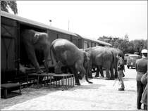 Die asiatischen Elefanten des Zirkus Krone verlassen am 11.07.1968 ihre Gterwagen im Gterbahnhof Osnabrck. Anschlieend laufen sie etliche Kilometer durch die Stadt zum Zirkusgelnde.
Scan vom SW-Negativ.