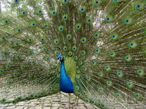Blauer Pfau, (Pavo cristatus). Einer der zahlreichen Bewohner der Pfaueninsel im sdlichen Abschnitt der Berliner Havel. Foto: 24.06.2004