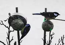 2 MEISEN BEIM  PARALLELFUTTERN ....

Zum (hoffentlichen) Ende des Winters versorgen sich diese beiden Meisen
noch mal gleichzeitig mit ordentlich Futter....am 15.2.2017