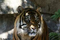 Auch sehr fotogen. Sibirischer Tiger oder auch Amurtiger