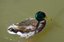 Eine Ente schwimmt auf der Donau in Budapest, 18.6.2016