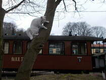 Auf dem nchsten Baum flchtete die Putbuser Bahnhofskatze weil ich,am 10.Mrz 2017,mit Strolch unterwegs war.