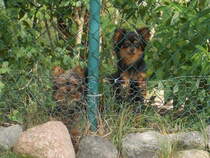 Diese beiden Yorkshire Terrier waren als Wachhunde,am 01.Juli 2016,in Stralsund im Einsatz.