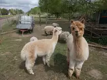 An einem Bahnw�rterhaus,bei Schwaan,sind diese Alpakas Zuhause die ich nach freundlicher Zustimmung der Besitzer,am 14.Mai 2015,fotografieren durfte.