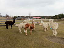 Blick auf die  Alpaka Farm in Vetschau/ Spreewald am 02. Mrz 2017.