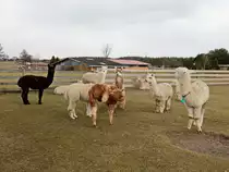 Blick auf die  Alpaka Farm in Vetschau/ Spreewald am 02. M�rz 2017.