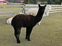 Schwarzes Alpaca am 02. M�rz 2017 in Vetschau/ Spreewald.