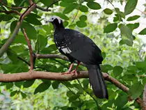 Dieses Tier ein Blaukehlguan  wurde gesehen am 10. M�rz 2016 im Gondwanaland im Zoo von Leipzig.
