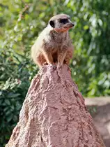 Erdm�nnchen im Sonnenschein am 10. M�rz 2017 im Zoo von Leipzig.