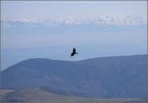 Kolkrabe im Jura. Passwang, Mrz 2017.