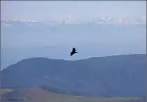 Kolkrabe im Jura. Passwang, M�rz 2017.