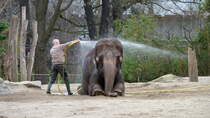 Asiatischer Elefant. Zoologischer Garten Berlin. Es ist kurz nach 16 Uhr. Bevor es zum Abendfutter geht wird noch einmal krftig geduscht. Kennt man irgendwie.  Kinder, Hnde waschen. Es gibt Abendbrot... . Foto:Zoologischer Garten Berlin, 16.03.2017