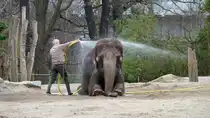 Asiatischer Elefant. Zoologischer Garten Berlin. Es ist kurz nach 16 Uhr. Bevor es zum Abendfutter geht wird noch einmal kr�ftig geduscht. Kennt man irgendwie.  Kinder, H�nde waschen. Es gibt Abendbrot... . Foto:Zoologischer Garten Berlin, 16.03.2017
