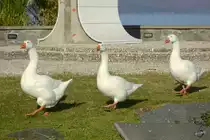 Gleichschritt Marsch! Milit�rischer Drill macht auch nicht vor Tieren halt... :-)