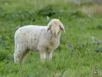 Ein Lamm auf einer Wiese in Bracciano.