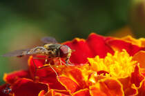 Gemeine Winterschwebfliege