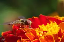 Gemeine Winterschwebfliege