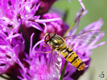 Gemeine Winterschwebfliege