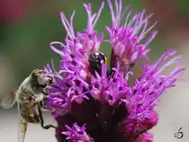 Biene & Marienk�fer