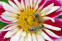 Zwei flei�ige Honigbienen 