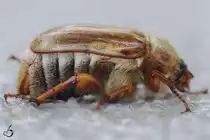 Ein ziemlich haariger Junik�fer.