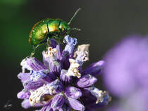 Vernderlicher Blattkfer