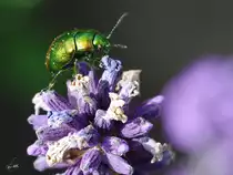 Ver�nderlicher Blattk�fer