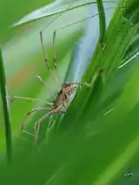 Ein Weberknecht im Gr�nen