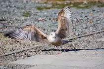 Beschwingte M�we. -  26.03.2017