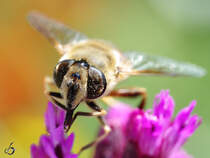Eine Biene sammelt fleiig Nektar.