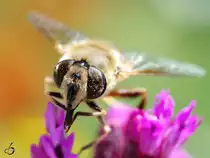 Eine Biene sammelt flei�ig Nektar.
