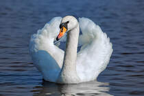 Imponiergehabe eines Schwans am Ueckermnder Strand. - 01.04.2017