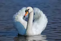 Imponiergehabe eines Schwans am Ueckermnder Strand. - 01.04.2017