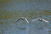 Ein Gnseduo startet vom Brnsdorfer Groteich in Moritzburg