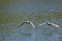 Ein Gnseduo startet vom Brnsdorfer Groteich in Moritzburg