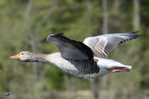 Eine Graugans im Flug