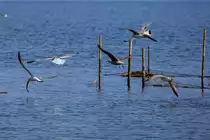 Die Mwen-Meute  jagd den erfolgreichen Fischfnger. - 01.04.2017