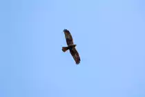 Bussard auf Beutesuche. - 01.04.2017