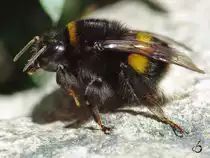 Eine dicke Erdhummel