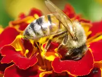 Nektar, Nektar, kostbarer Nektar!