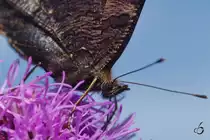 Die Kehrseite des Tagpfauenauge