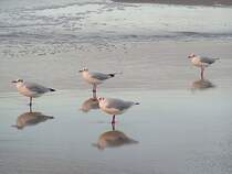 Silberkopfmwen beim abendlichen Strandspaziergang bei Warnemnde;070826 