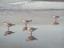Silberkopfm�wen beim abendlichen Strandspaziergang bei Warnem�nde;070826 