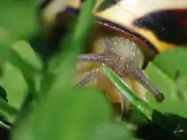 Eine Weinbergschnecke im dichten Grn.