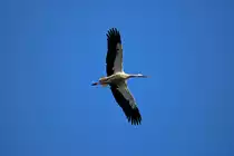 Storch mit seltsamen Verletzungen unter den Schwingen und im Gesicht. - 09.04.2017