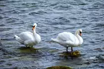 Schw�ne beim Fu�bad. - 05.04.2017