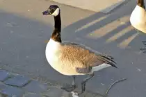 Kanadagans am Rheinufer Graurheindorf - 18.01.2017