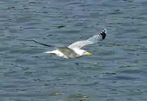 Silbermöwe im Tiefflug über`m Rhein in Remagen - 16.03.2017