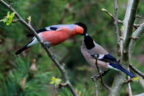 Die Gimpel bereiten sich auf die Brutsaison vor. Wegen der bevorstehenden Brutsaison sind die Futterstellen im Garten zur Zeit besser besucht, als im Winter. Ratzeburg, 08.04.2017